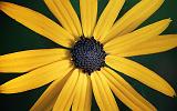 Black-eyed Susan_07900